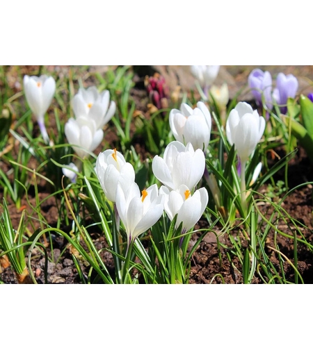 Минзухар Miss Vain