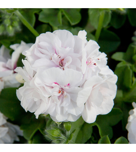 Кичесто сакъзче - Royal White Wings