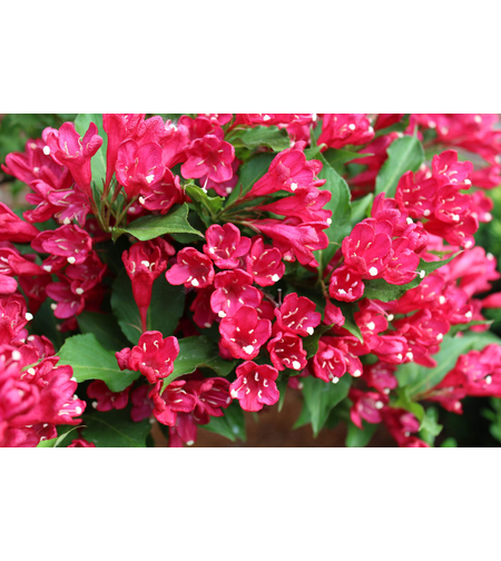 Вайгела (Weigela florida) 'Bristol Ruby'