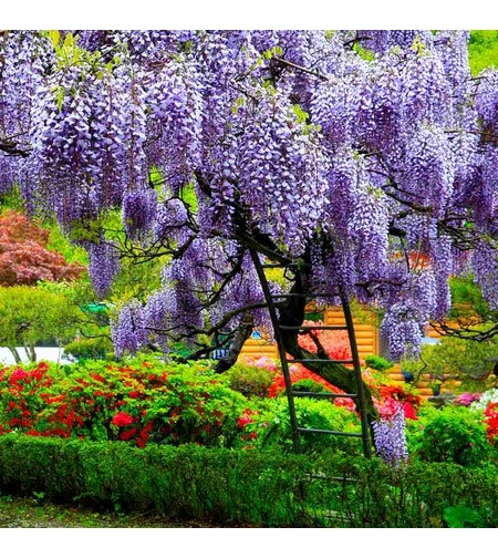 Глициния / Вистерия (Wisteria)