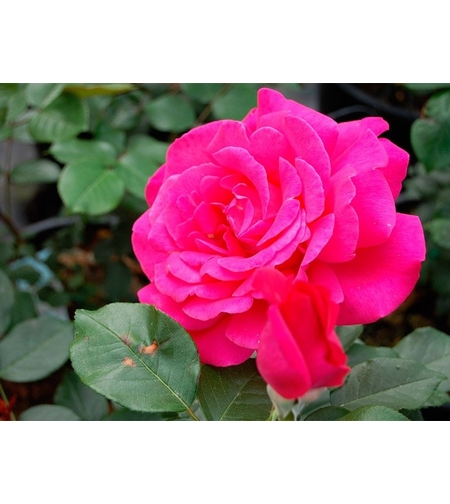 VELASQUEZ® / Sexy PERFUMELLA® Meimirtylus