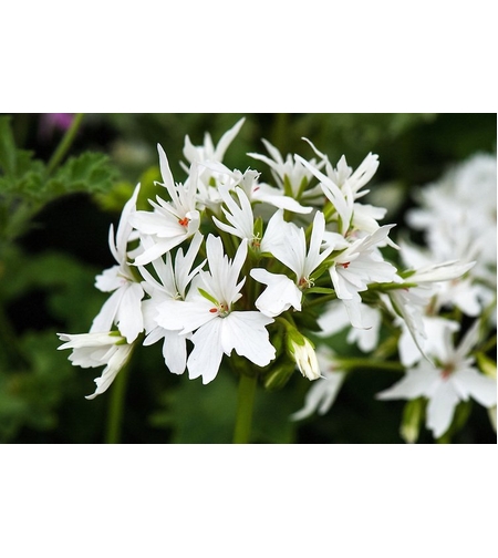 Мушкато - Starry White