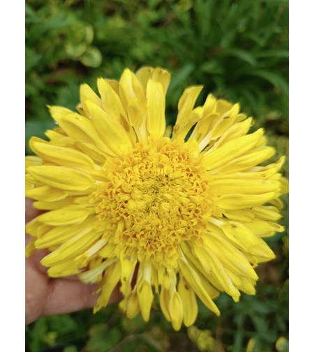 Високостеблена хризантема Rosela Yellow