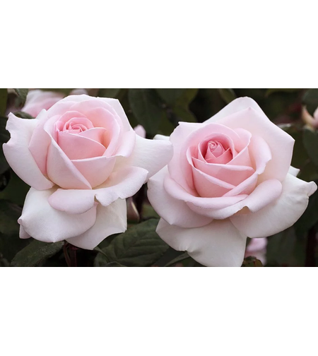 PRINCE JARDINIER® / FRANCIS MEILLAND™ Meitroni