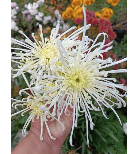 Високостеблена хризантема White Spider