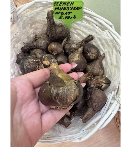 Жълт есенен минзухар - луковици