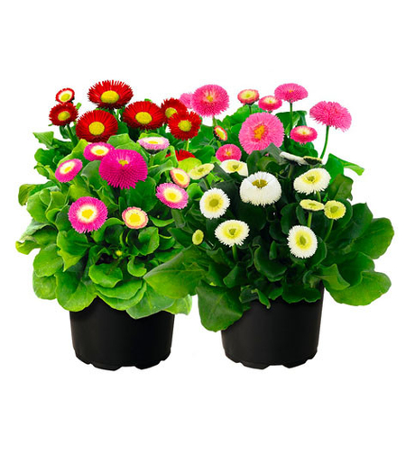 Парички - маргаритки