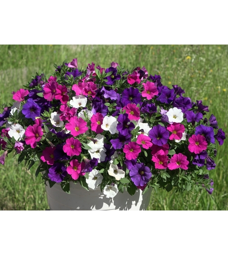 Петуния - тройка (The Power Sisters)