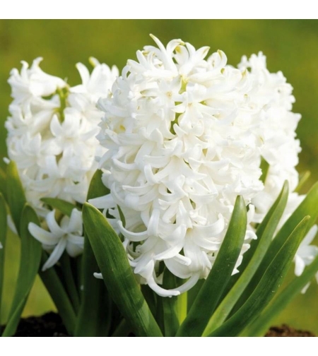 Зюмбюл White Pearl