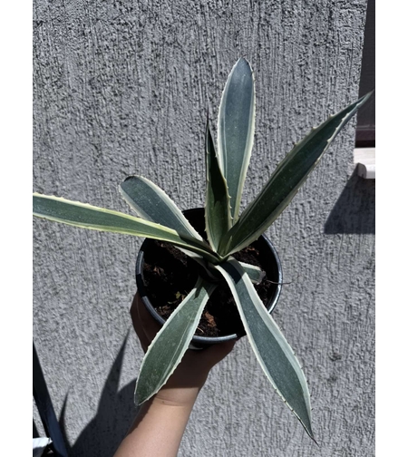 Столетник (Agave americana 'Variegata')