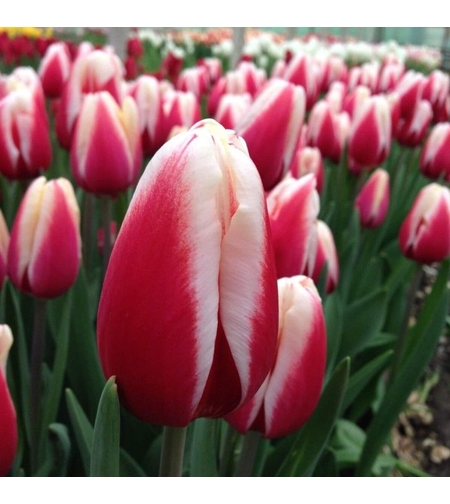 Лале Timeless в саксия - тройно