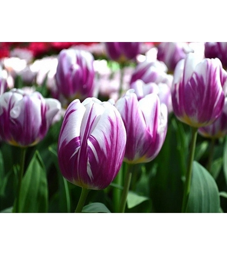 Лале Flaming Flag