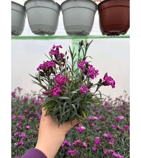 Каскаден ароматен карамфил