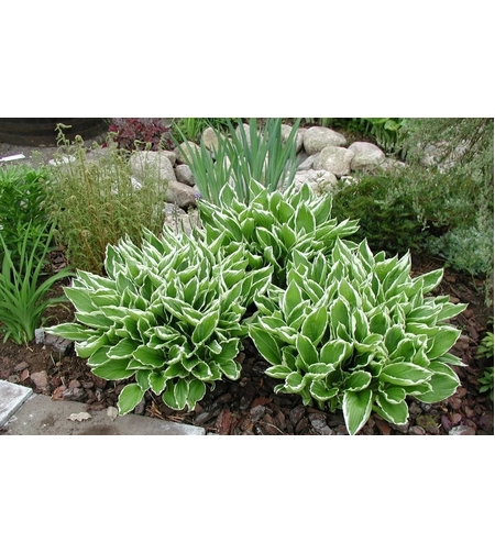 Хоста /Hosta/ - Hosta Albomarginata