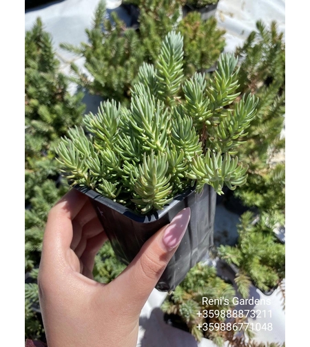 Седум рефлексум (Sedum reflexum)