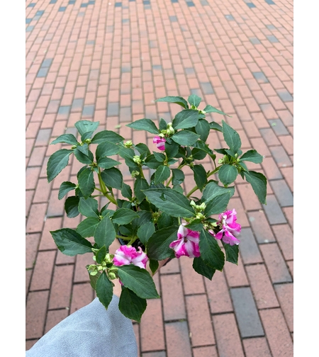 Impatiens walleriana 'Raffael Star Mix' (Циганче / Импатиенс)