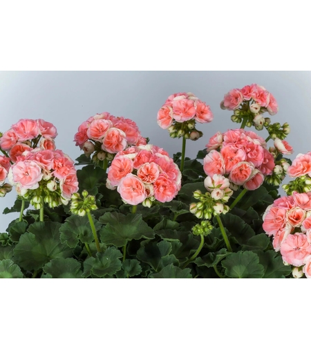 Мушкато - (Pelargonium zonale) Rosebud Astrid