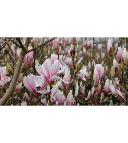Магнолия Soulangeana (Magnolia × soulangeana)