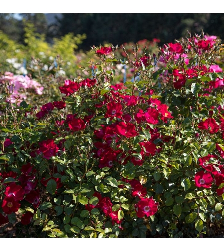 Rosa x polyantha Friendly® Red Meiariba