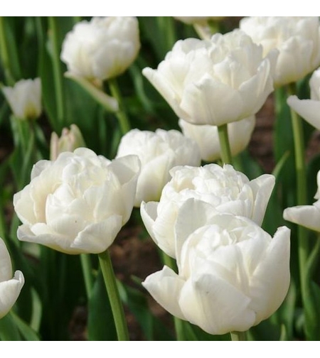 Лале White Heart