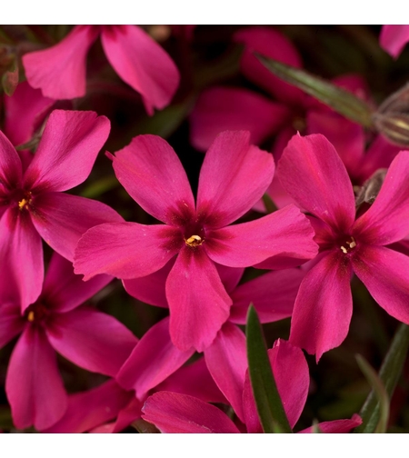 Алпийски флокс (Phlox subulata 'Scarlet flame')