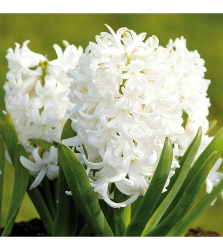 Зюмбюл White Pearl в саксия - единичен