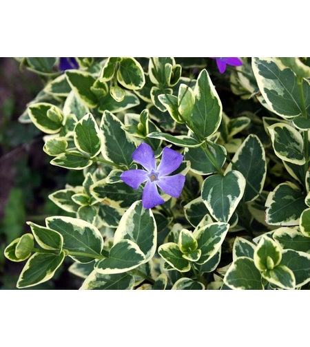 Vinca major 'Variegata' (Пъстролистна голяма зеленика)