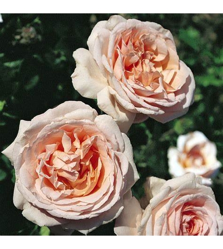 ANDRE LE NOTRE® Meiceppus