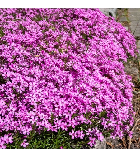 Алпийски флокс (Phlox subulata 'Rose')