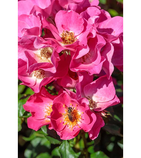 FRIENDLY ® Purple Meicosme