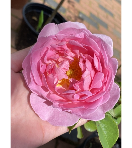 Храстовидни рози - чаен хибрид