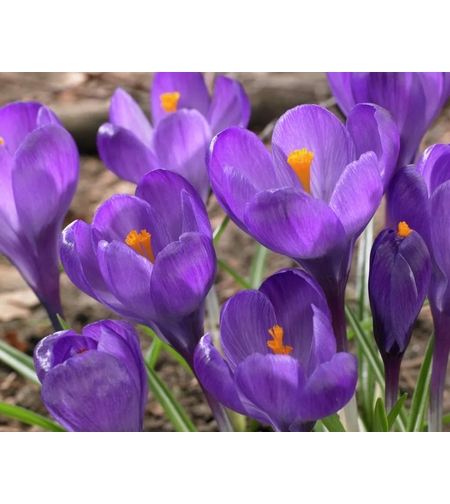 Минзухар Flower Record