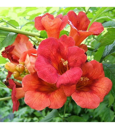Текома (Campsis radicans)