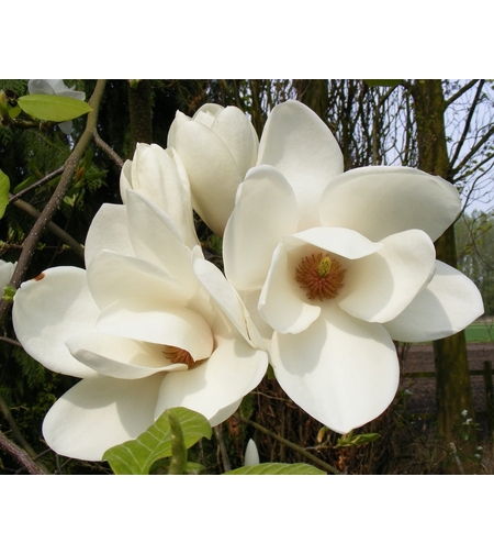 Магнолия Alba Superba (Magnolia Alba Superba)