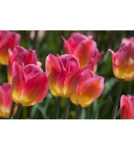 Лале Tom Pouce в саксия - единично