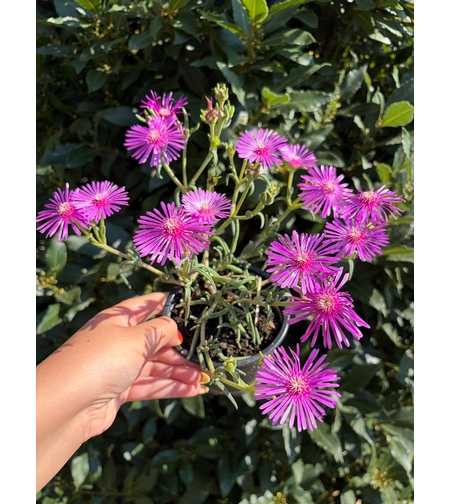 Delosperma cooperi – Делосперма Купера