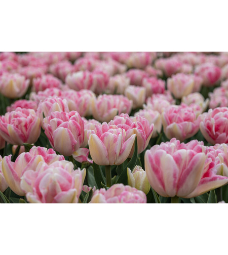 Лале Foxtrot в саксия - единично