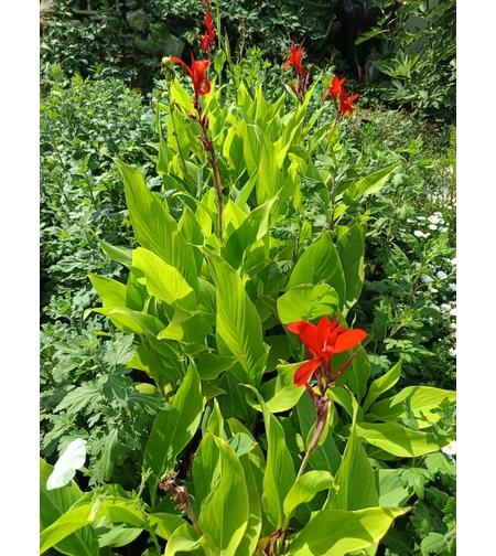 Кана индика (Canna Indica)