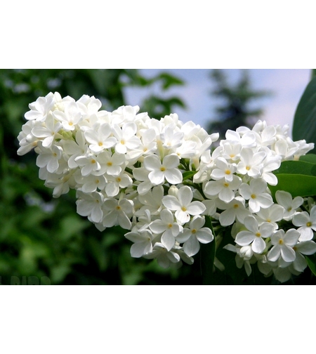 Люляк (Syringa)