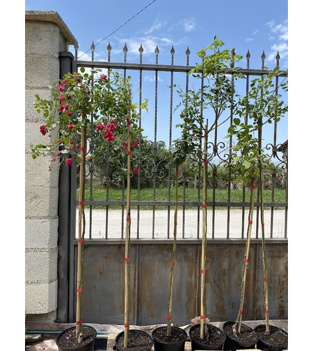 Плачещи рози