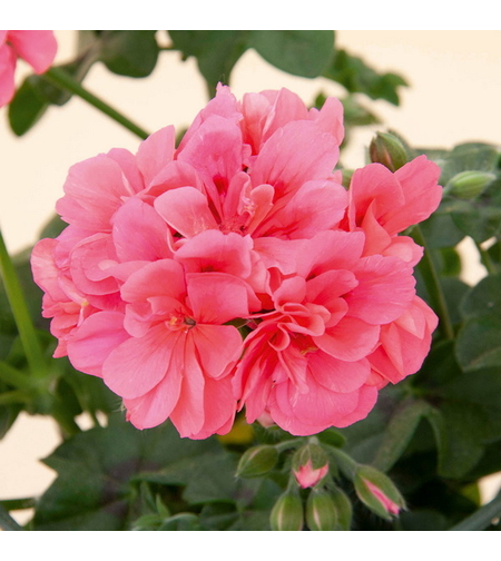 Kичесто сакъзче - Royal Coral '25