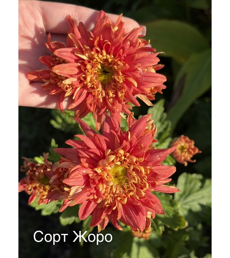 Бългрски хризантеми - различни сортове