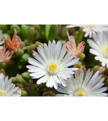 Делосперма/Delosperma