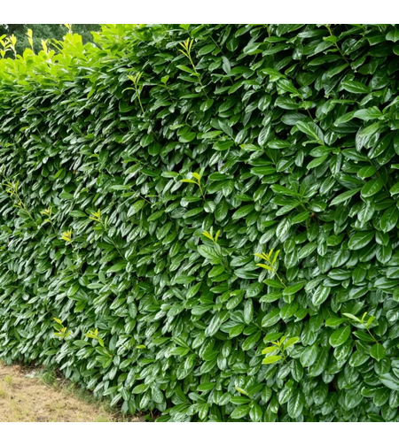 Лавровишна ‘Novita’ / Жив плет (Prunus laurocerasus ‘Novita’)