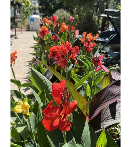 Кана / Canna CANNOVA