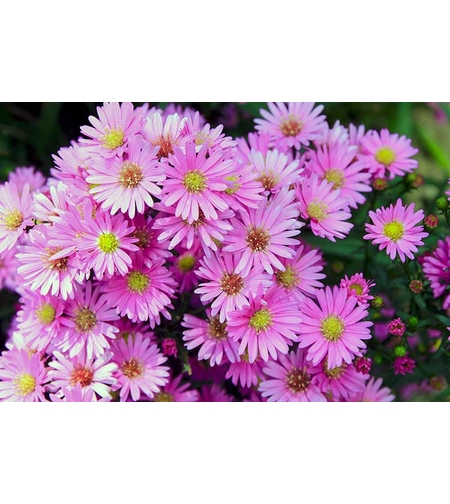 Алпийска астра /Aster alpinus/ - Pink