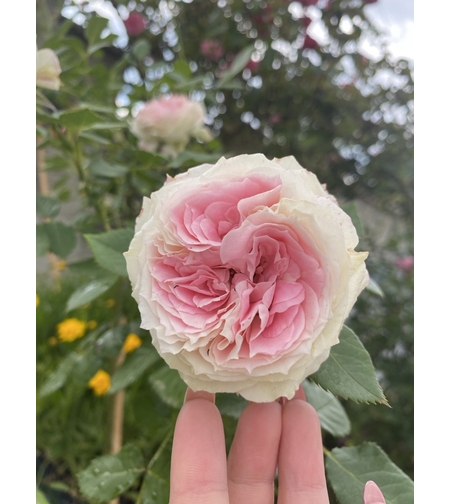 Щамбова роза - Райска роза