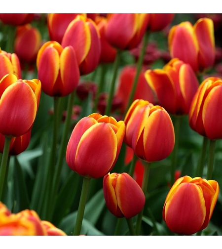 Лале Andre Citroen в саксия - единично