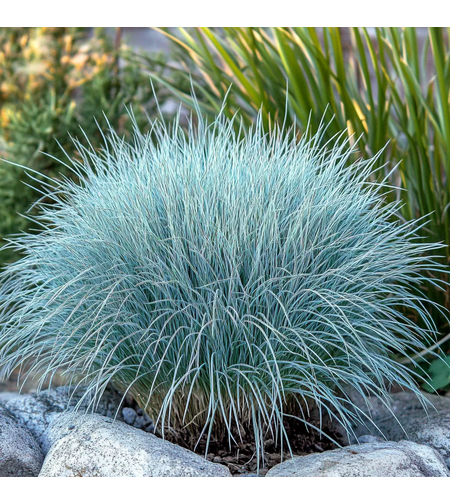 Фестука (Festuca glauca) – Синя декоративна трева