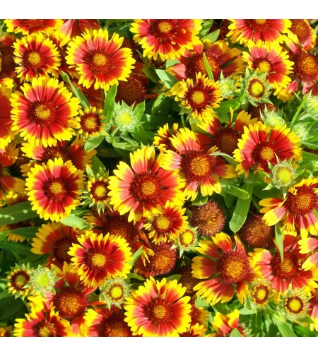 Гайлардия /Gaillardia/